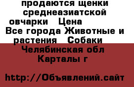 продаются щенки среднеазиатской овчарки › Цена ­ 30 000 - Все города Животные и растения » Собаки   . Челябинская обл.,Карталы г.